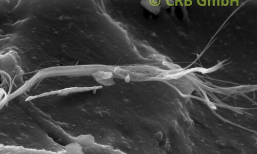 Immagine SEM crisotilo amianto in colla nera | © CRB Analysis Service GmbH