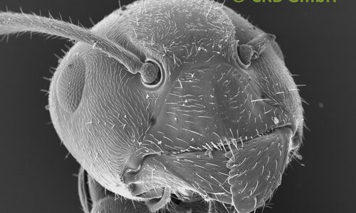 Our all favorite picture - the ant - image width 1mm | © CRB Analyse Service GmbH